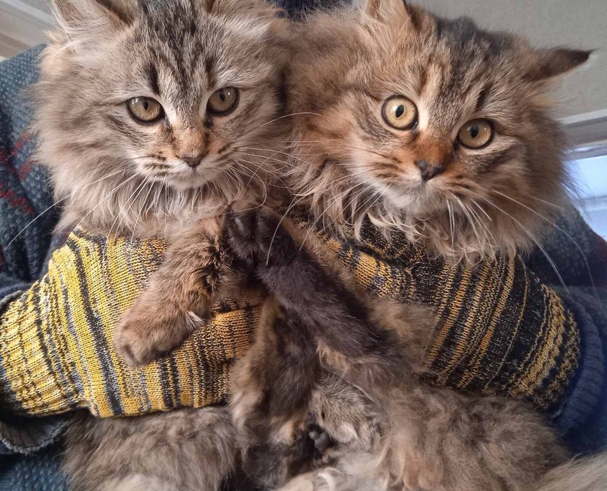 Котенята в пошуку сім'ї