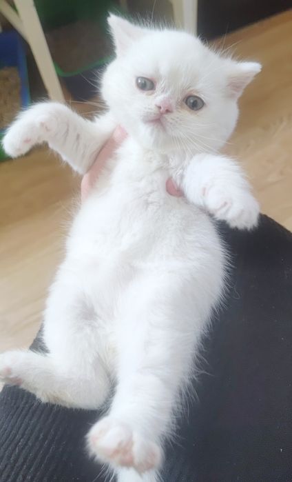 Неймовірно гарні хлопчики.  Котёнок,  котята,  кошенята