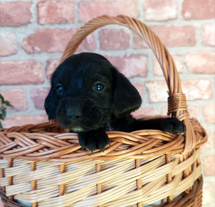 Szczeniak *Cocker spaniel x beagle* piesek
