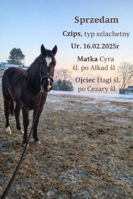 Ogier - Koń Śląski - 13 miesięczny