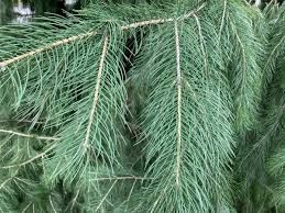 Świerki  różne wielkości (choinka)