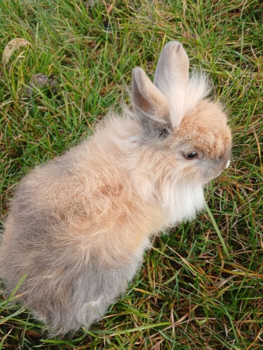 Кролик мини ангора декоративный 5 мес