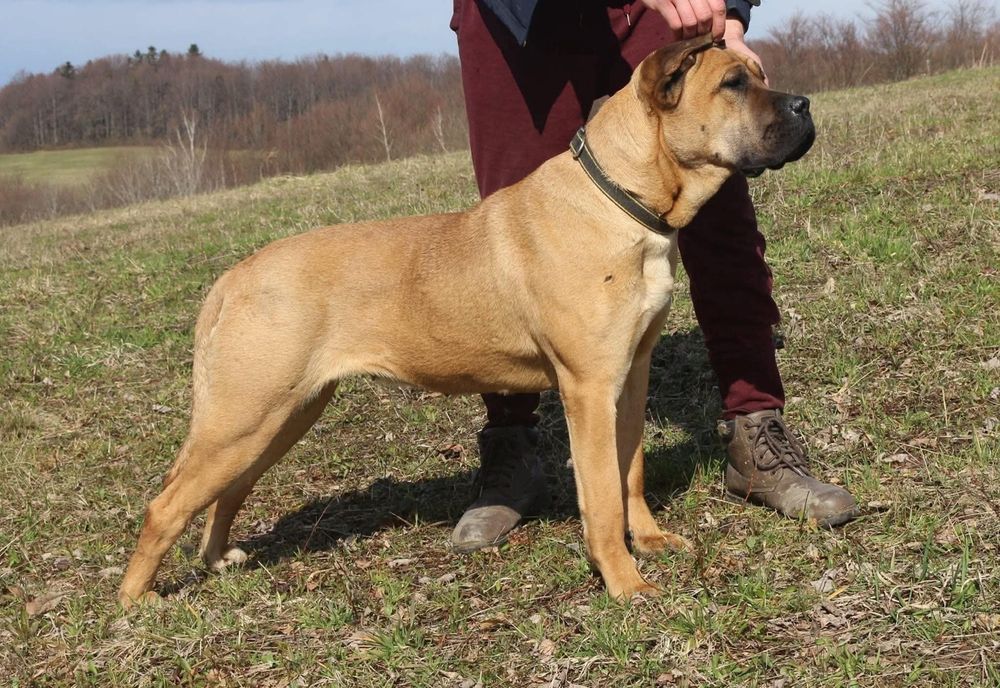 Cane cirso  fci ZKwP