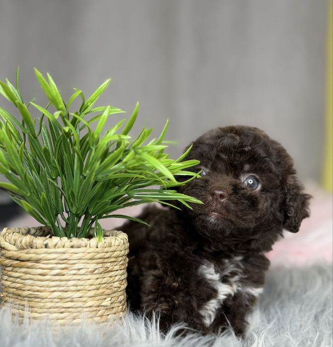 Шоколадная девочка мальтипу