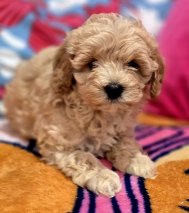 Piesek maltipoo!