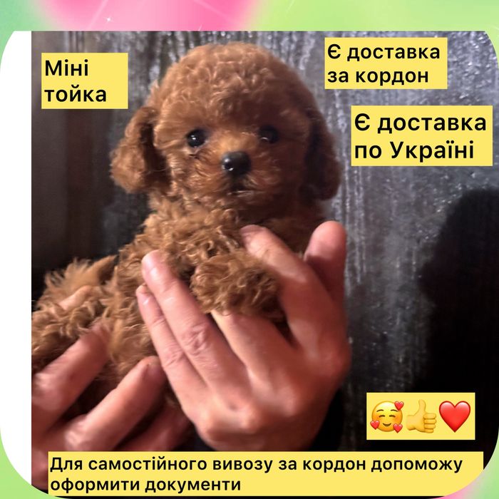 !!Puppy Ласкаве сонечко !міні тойка !Беби фейс!Батьки Китай !!