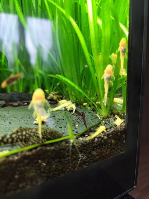 Zbrojniki niebieskie czarne i albinosy