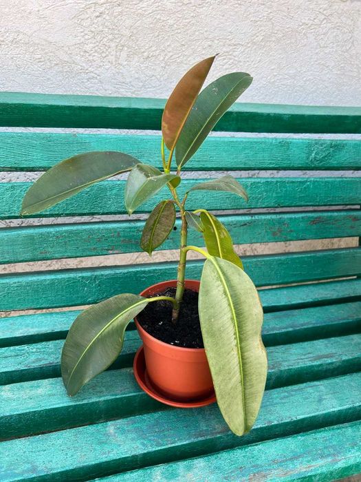 Фікус каучуконосний