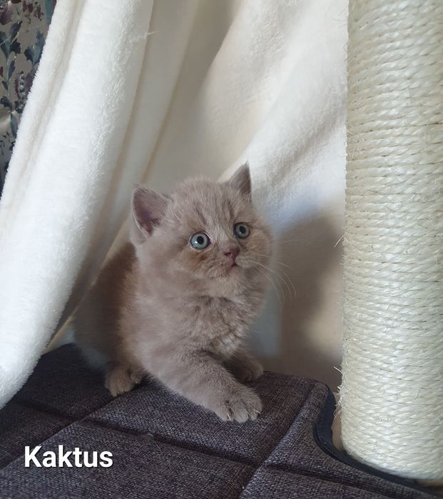 Kocurek brytyjski liliowy