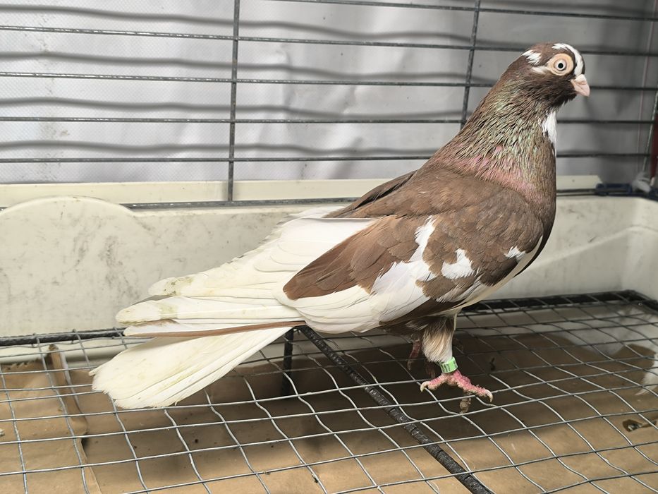 Gołębie zamojskie  blankopy