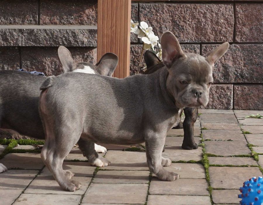 niebieska suczka buldog francuski