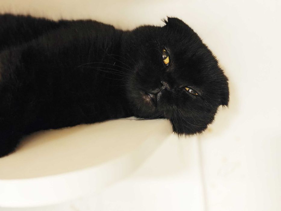 Ніжна Баунті чекає на дім і теплі обійми (кішка, 1 рік, стерил.)