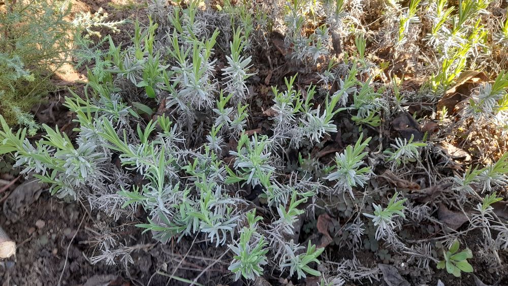 Лаванда однорічні саджанці