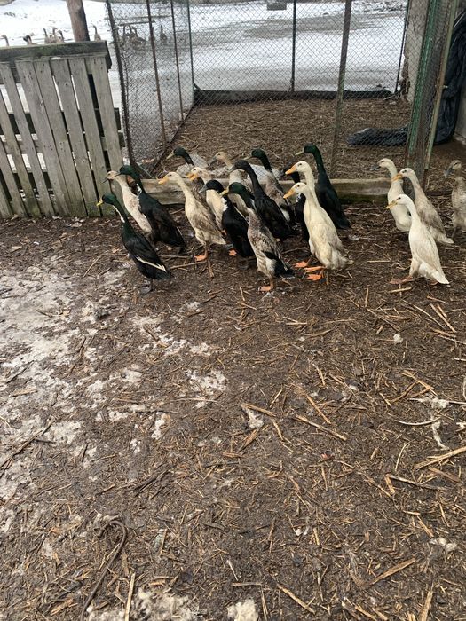 Продамо качки породи Індійські бігуни