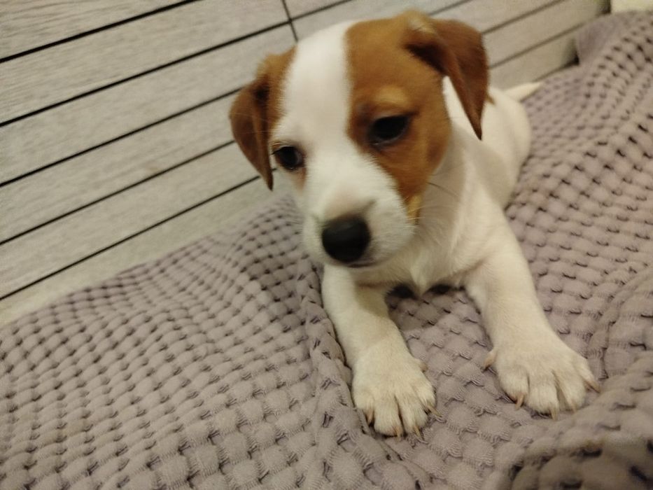 Piesek Jack Russell Terrier UCI