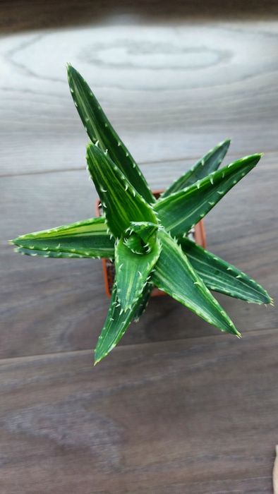 Haworthia truncata limegreen variegata obtusa limifolia sansevieria