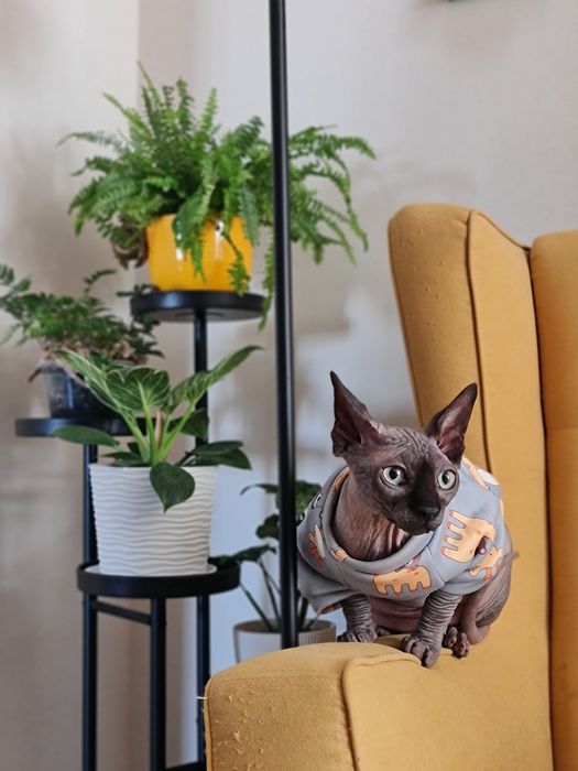 Перетримка тварин котів зооняня Мінська