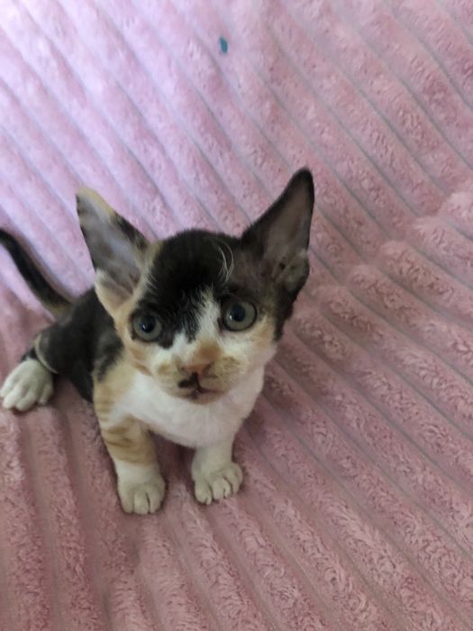 Девон рекс