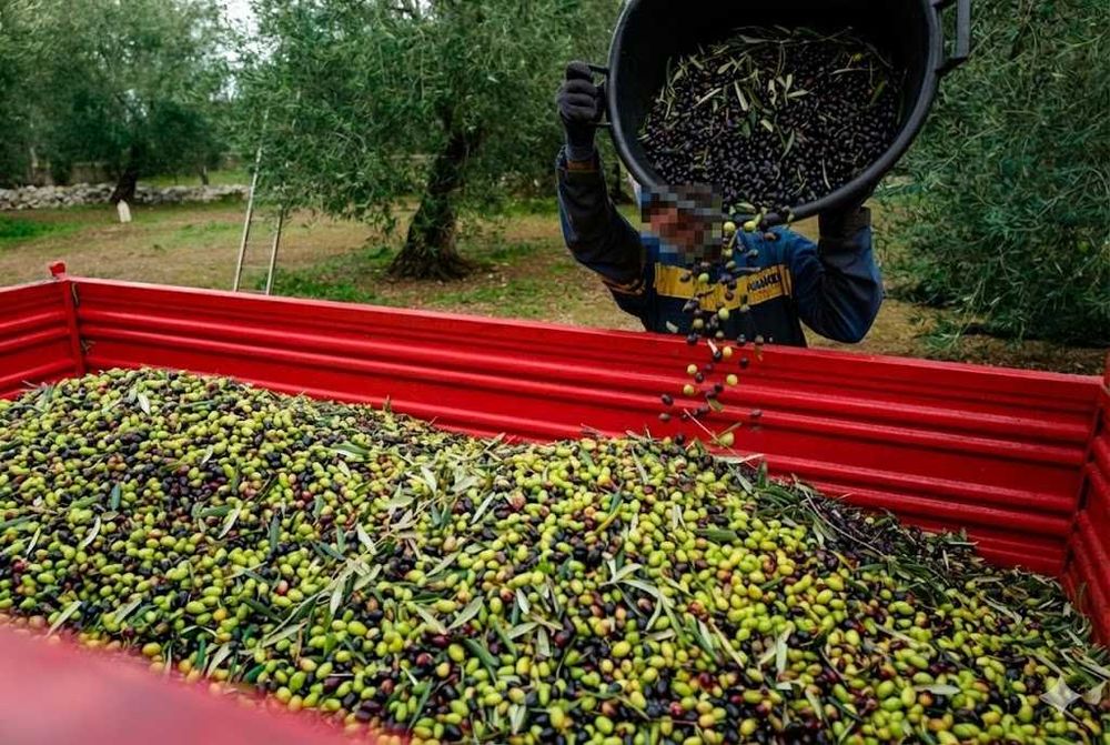 Venda de Azeites 100% biologicos