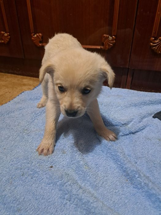 Спасите щенков девочек