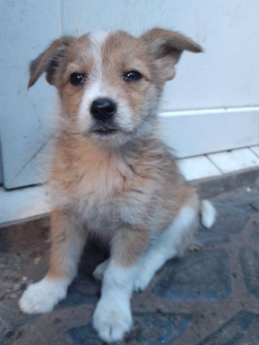 Щенок девочка ...