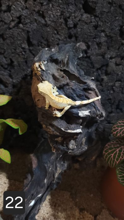 Młode gekony orzęsione wielokolorowe