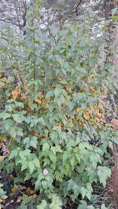 Pęcherznica Luteus, duża