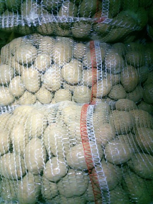 Ziemniaki irga melody