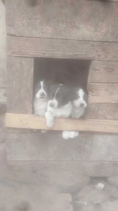 Щенки в хорошие руки