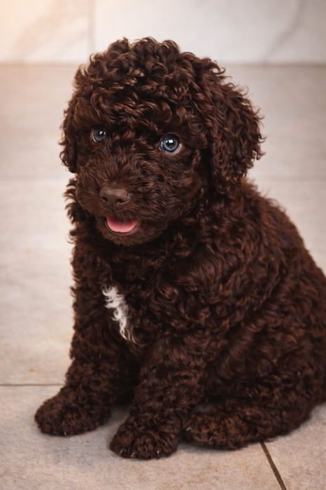 Hiszpański pies dowodny 
Z ogromną radością inform