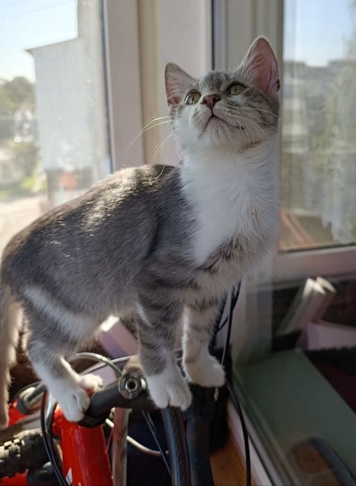 Кіт. Котик. Кошеня.