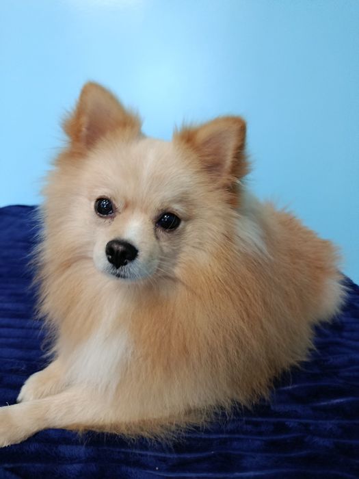 Шпіц хлопчик грайливий красунчик