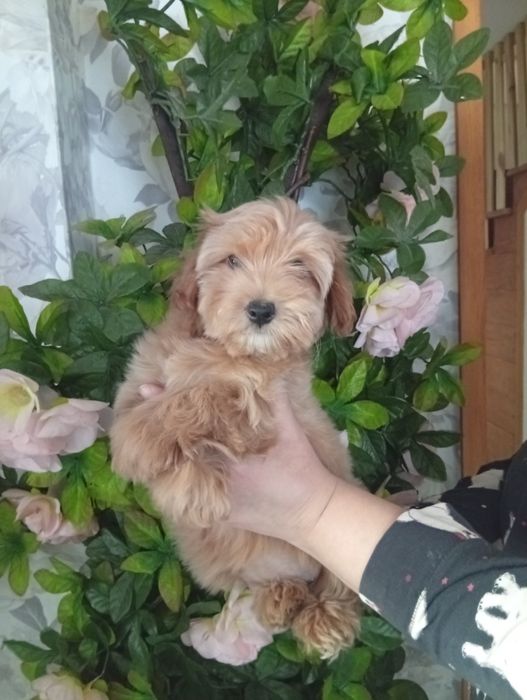 Мальтіпу дівчинка.