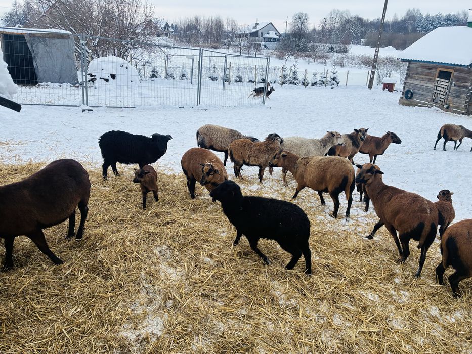 Owce kameruńskie, owca, baran