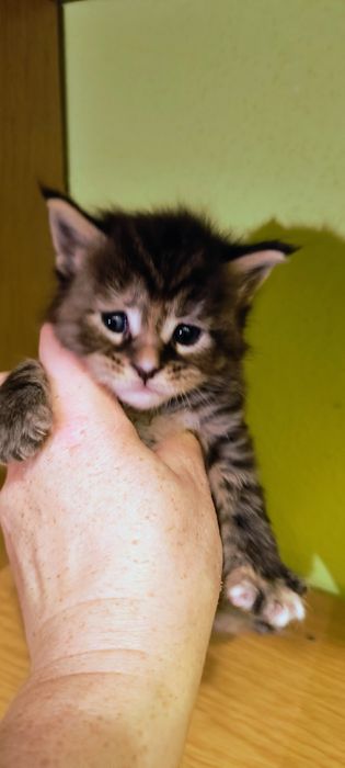 Kocurek Maine coon -do hodowli