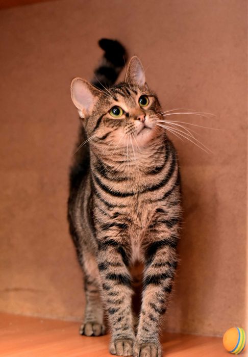 Нежная кошечка Масяня ждёт свою семью