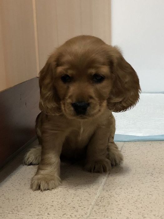 Руді кокер спаніелі з чудовим характером