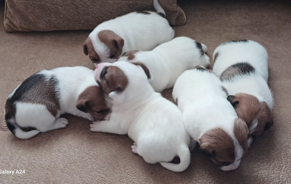 Обаятельные щенки Джек Рассел терьера-ваш  верный  друг!