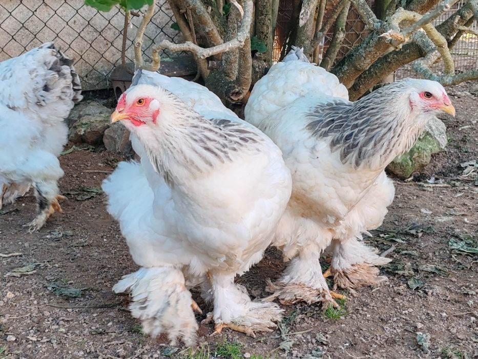 OVOS galados galinhas Brahmas perdiz dourado Brahmas light negro