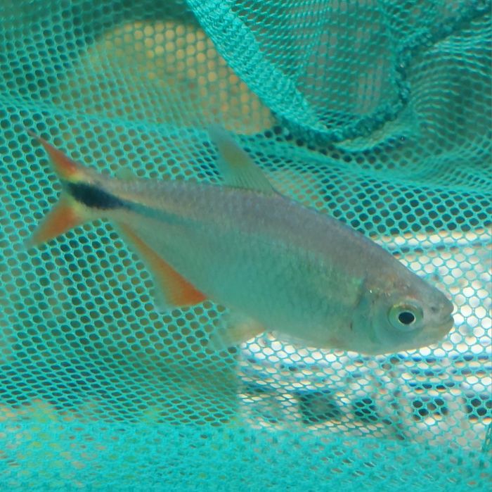 2x Tetra Buenos Aires