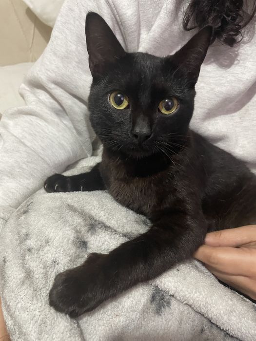 Doação responsável – Dois gatinhos machos muito mansinhos