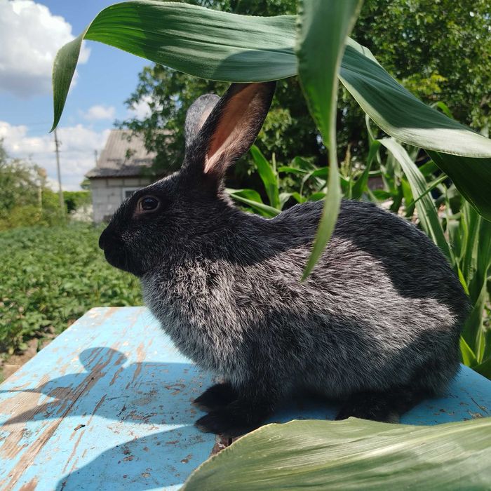 Кріль полтавське срібло. Самчик. Король. Кролі