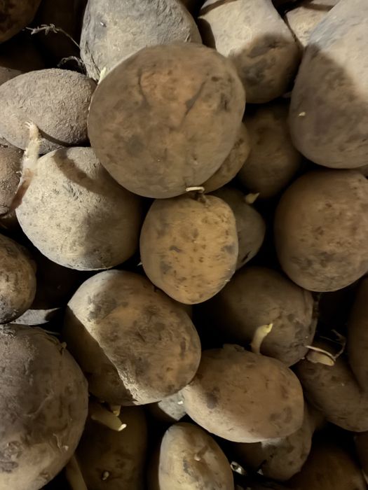 Картопля велика і середня