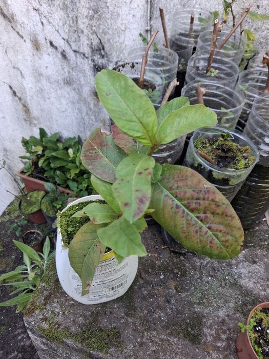 Arvores de fruto e sementes de horticolase de arvores de fruto açores