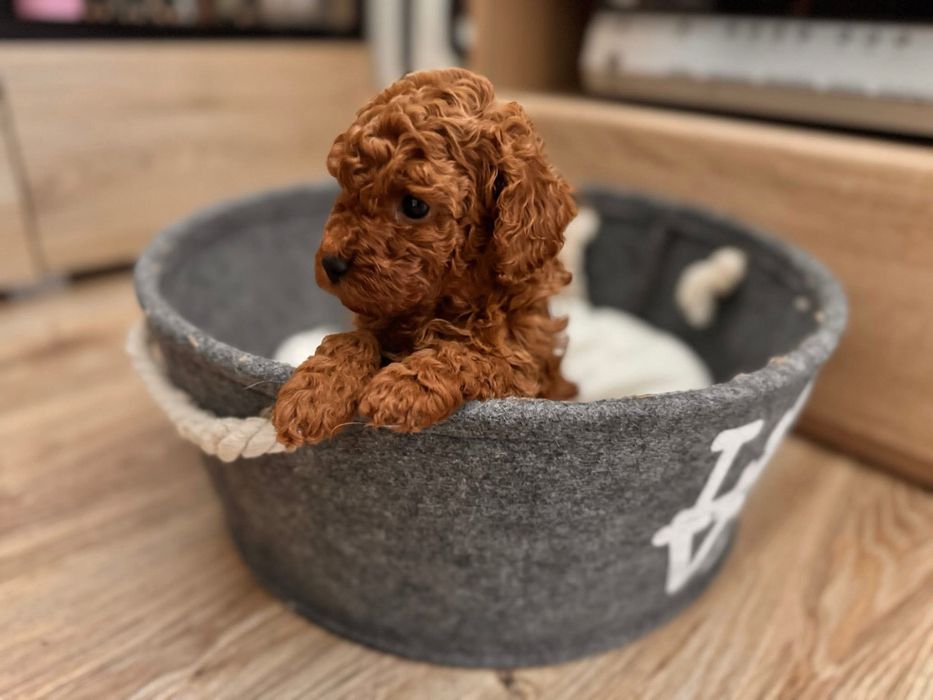 Pudel Toy piesek do rezerwacji badania genetyczne