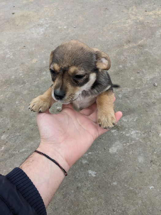 Собачки маленькі - суміш Мопса