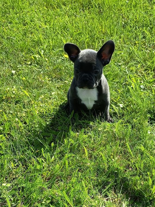 Buldog francuski - suczka