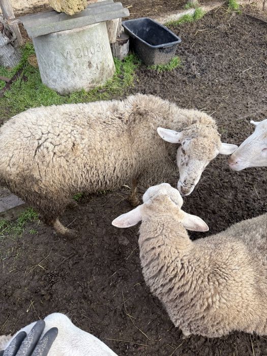 Лакони ярки и баранчики