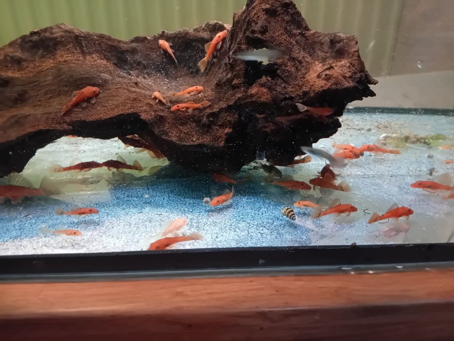 Zbrojnik glonojad red welon samiec  samica