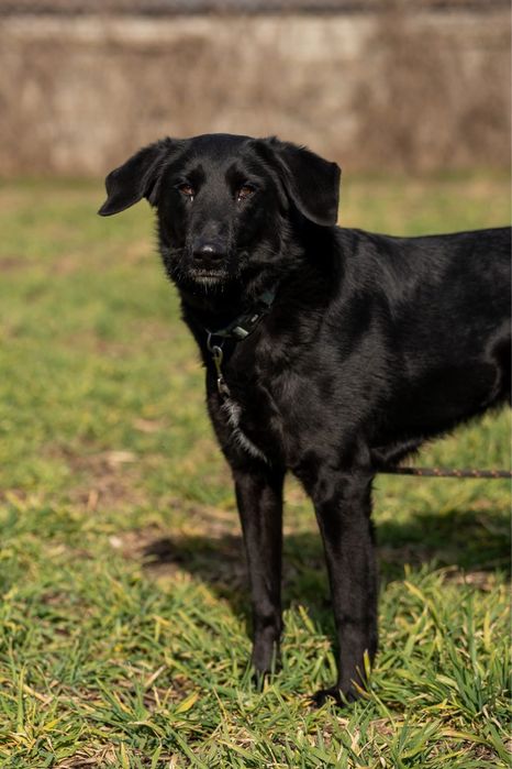 Duster, młody pies w typie owczarek z majorki, flat retriver